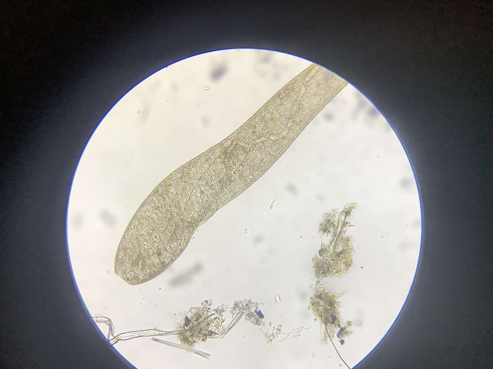 Image of Spirostomum ambiguum