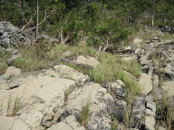 Image of Cumberland Sand-Reed