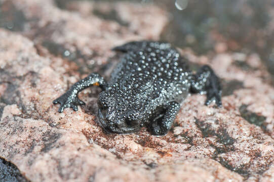 Image of Bush Toads