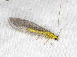 Image of Calochrysa