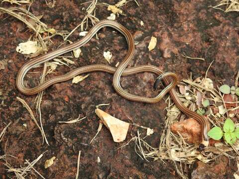 Apostolepis nelsonjorgei De Lema & Renner 2004的圖片