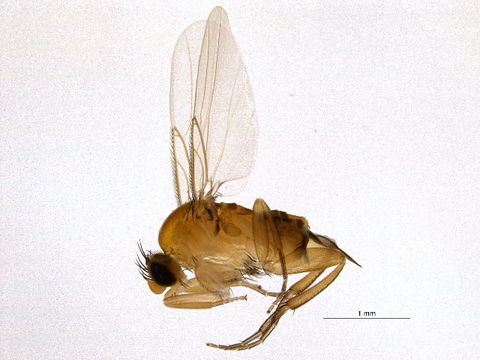Image of <i>Apocephalus borealis</i> Brues 1924