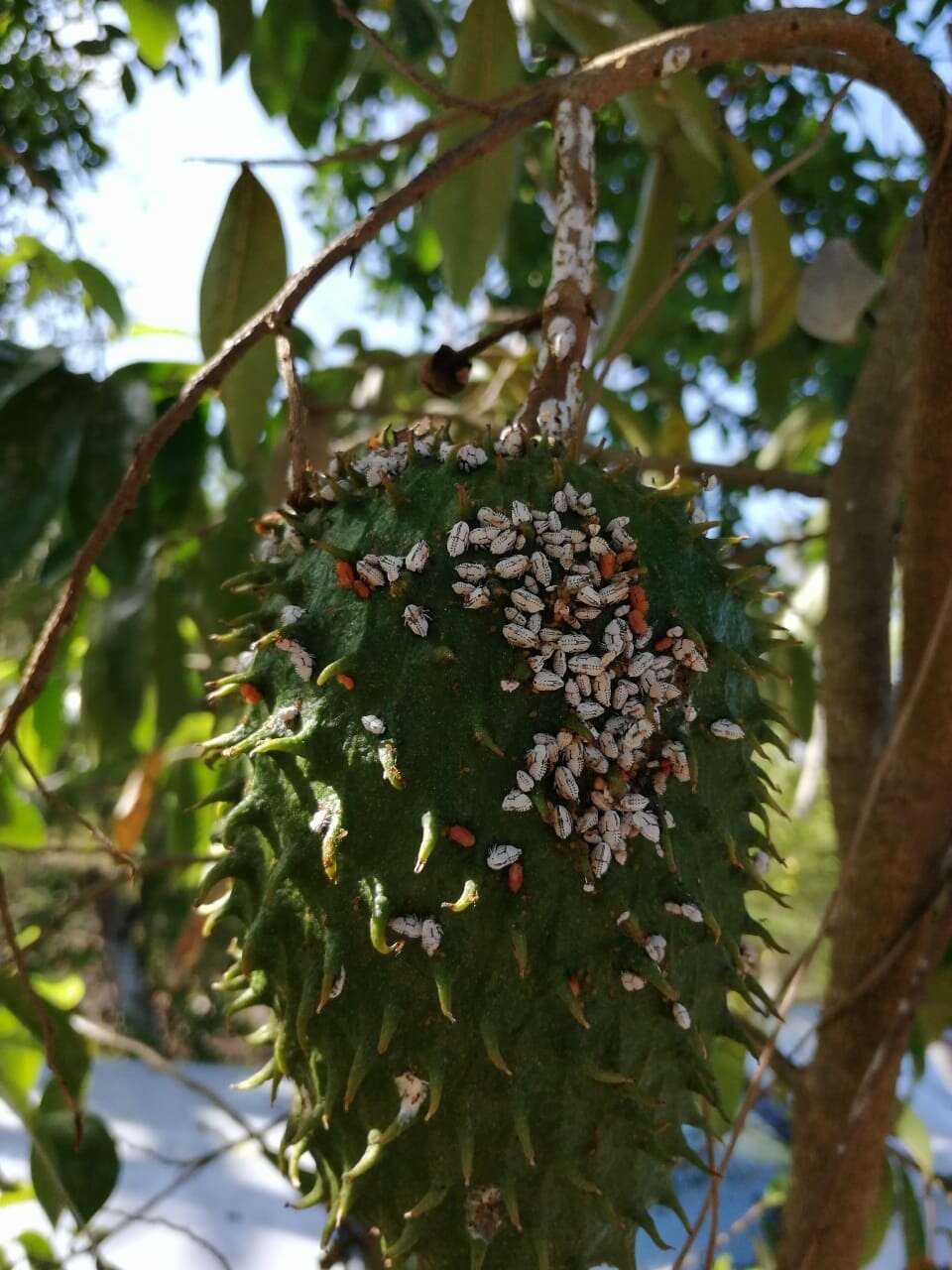 Membracis mexicana Guérin-Méneville的圖片