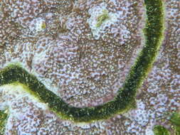 Image of Blue rice coral