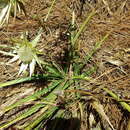 Image of Eryngium cymosum Delar.