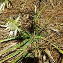 Imagem de Eryngium cymosum Delar.