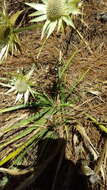 Image of Eryngium cymosum Delar.