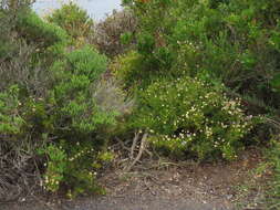 Felicia fruticosa subsp. fruticosa resmi