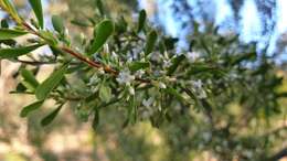 Plancia ëd Leucopogon muticus R. Br.