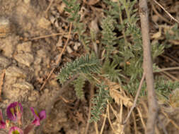 Image of Oxytropis bicolor Bunge