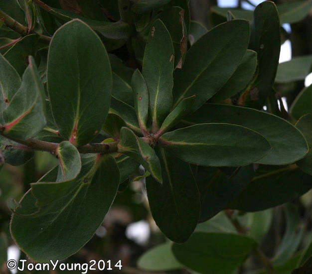 Imagem de Protea aurea subsp. aurea