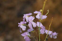 Image of Stylidium nymphaeum Wege