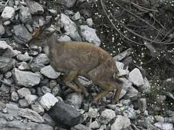 Image of goral