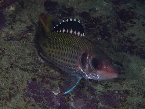 Image of Blackfin Squirrelfish