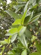 Image of Japanese snowbell