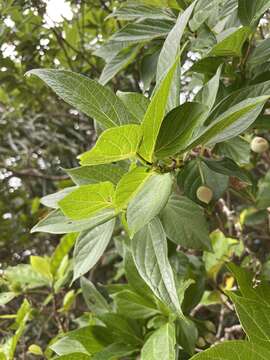 Image of Japanese snowbell