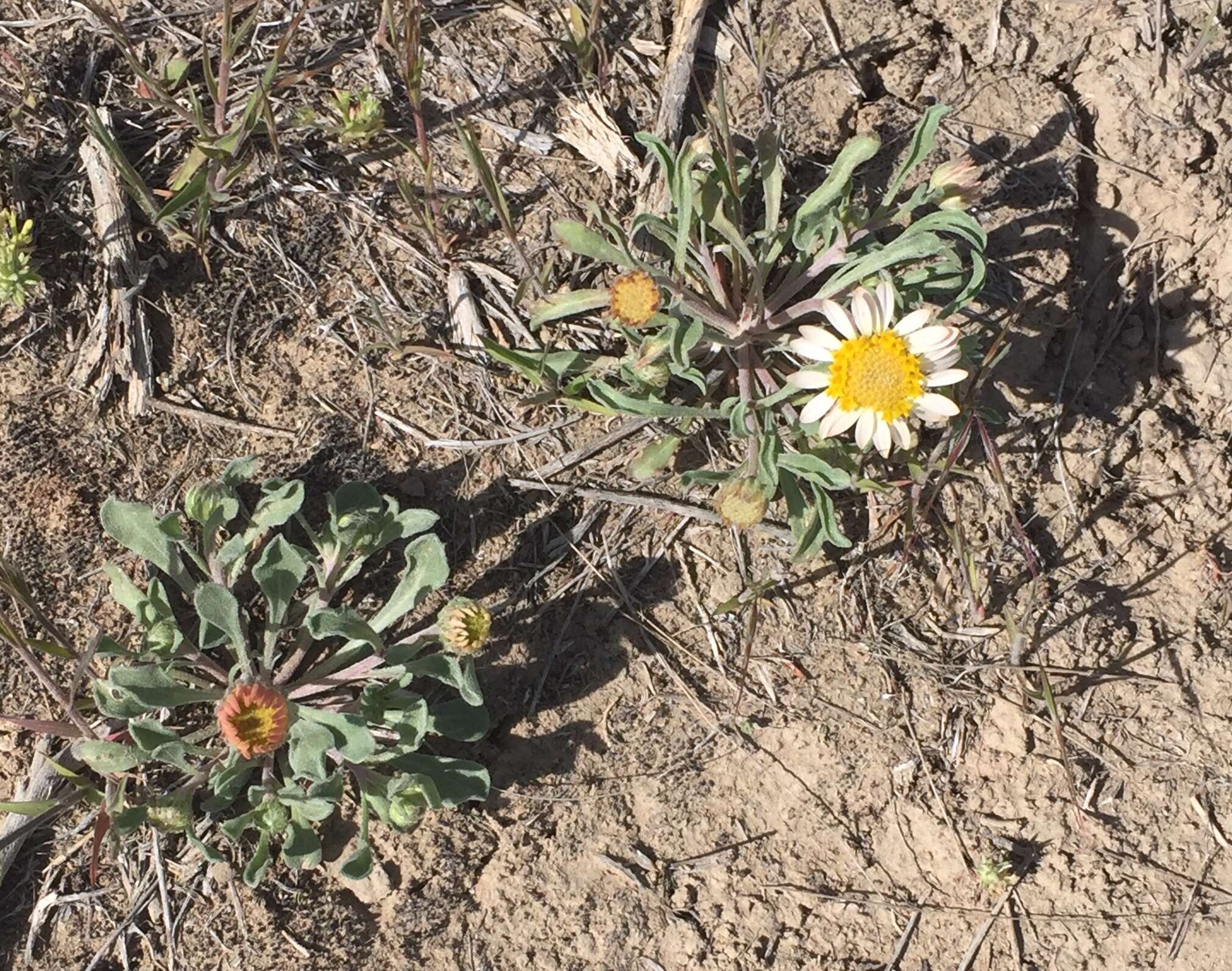 Image of Townsendia florifera (Hook.) A. Gray