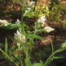 Image of Heller's cudweed