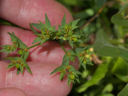 Image of dwarf spurge