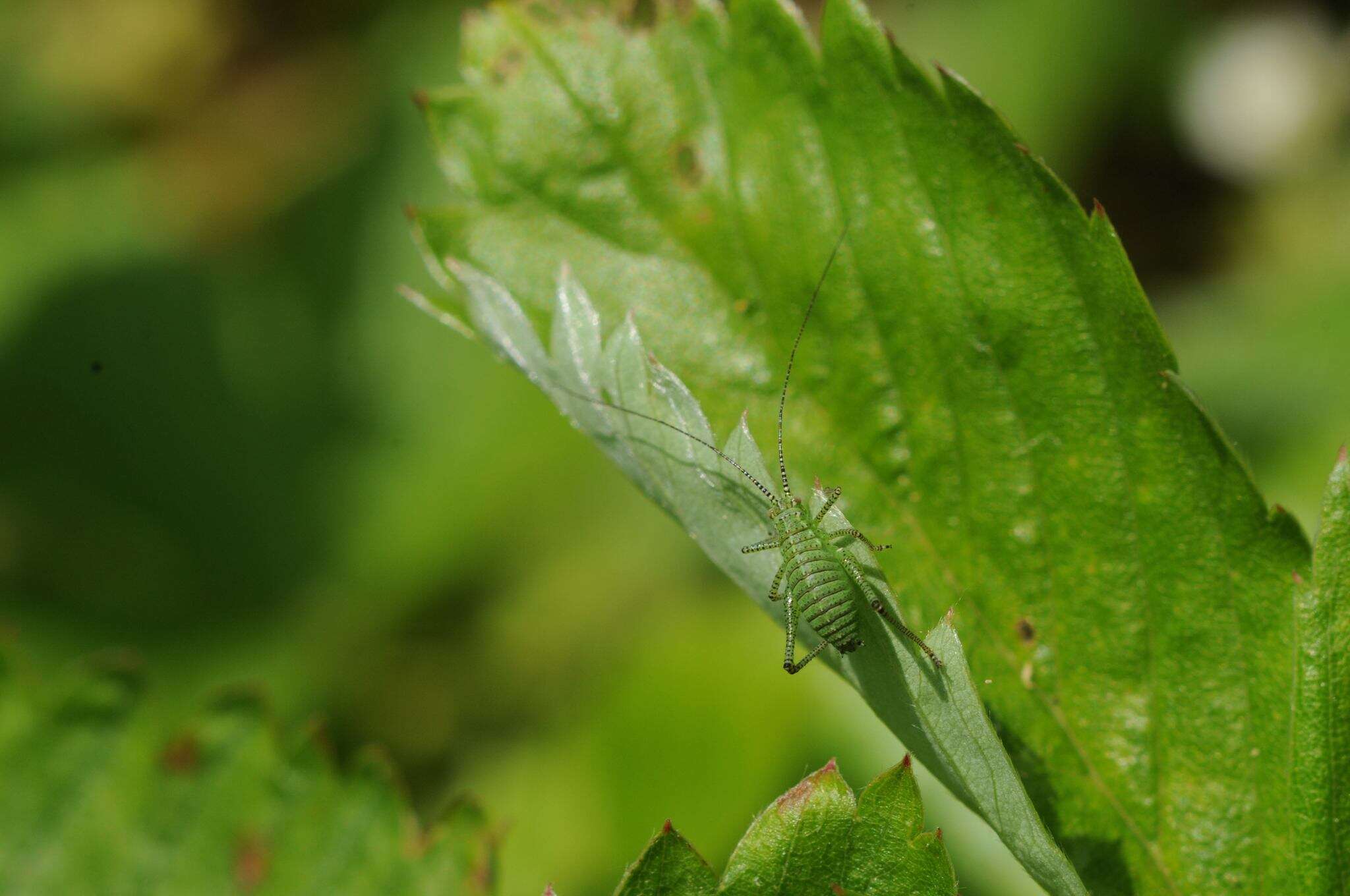 Image of speckled bush-cricket