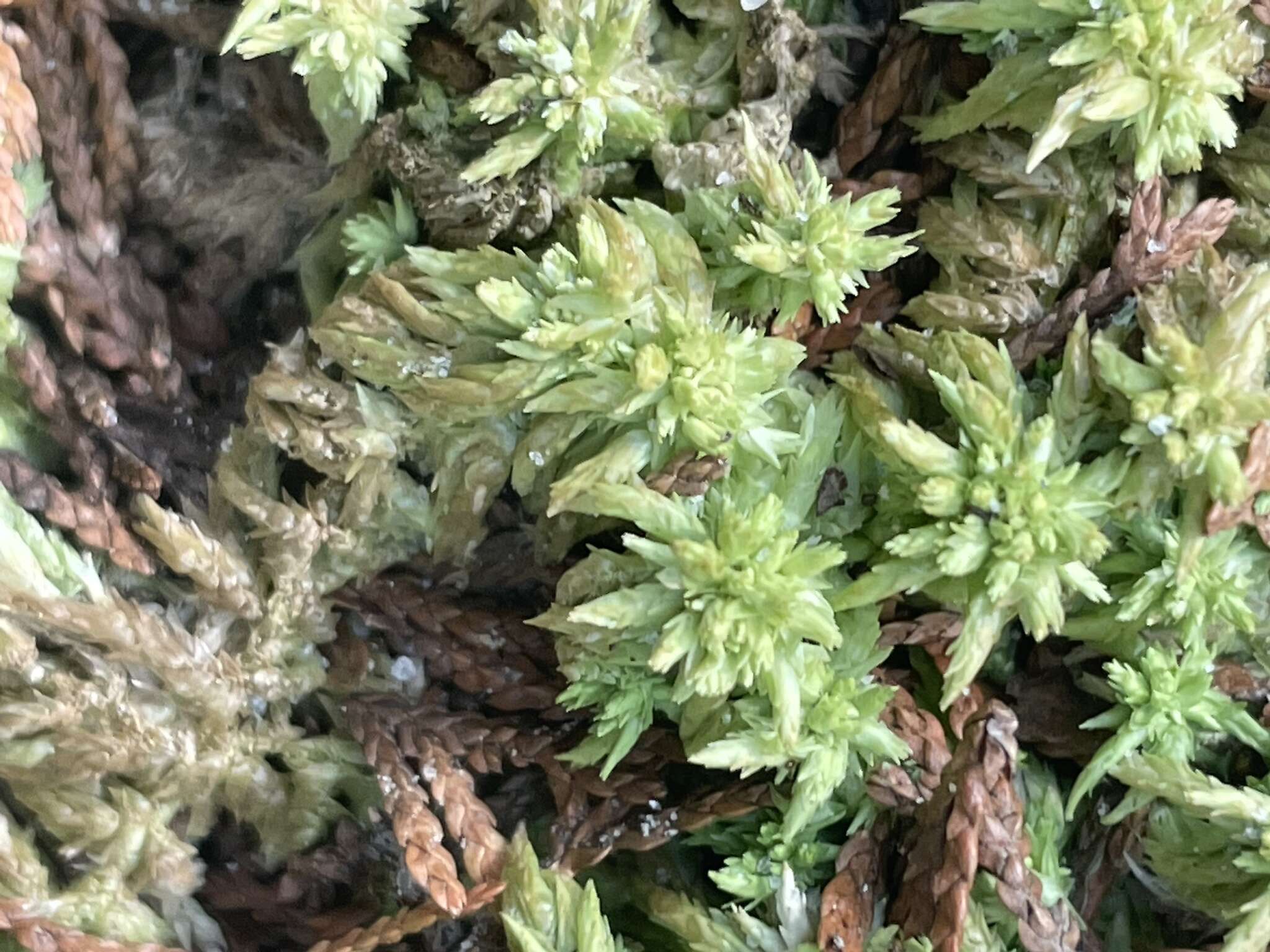 Sphagnum carolinianum Andrus 1983的圖片