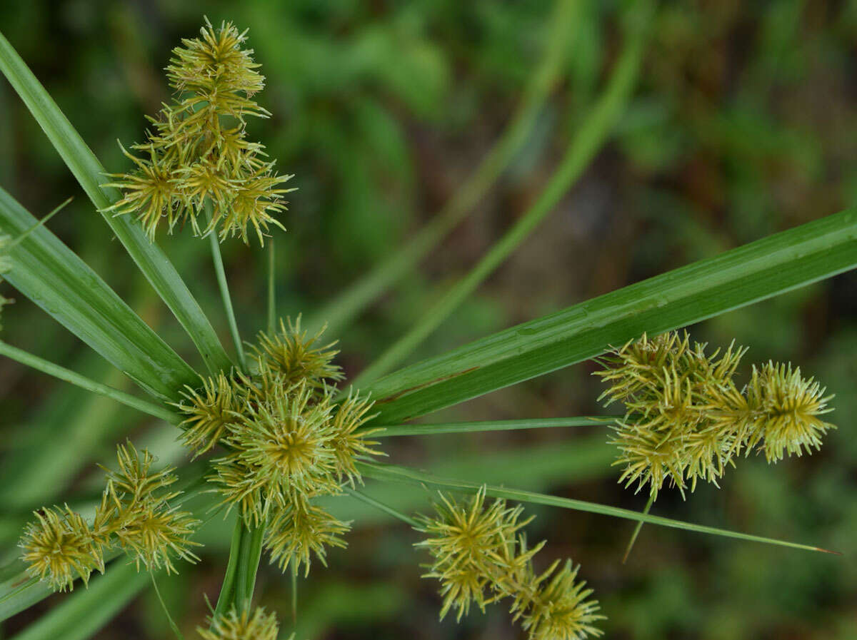 Imagem de Cyperus scaber (R. Br.) Boeckeler