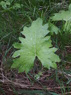 Petasites frigidus var. vitifolius (Greene) D. M. Cherniawsky的圖片