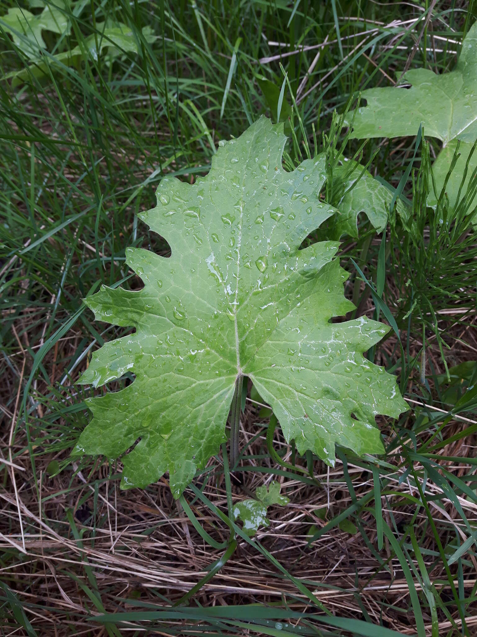 Petasites frigidus var. vitifolius (Greene) D. M. Cherniawsky的圖片