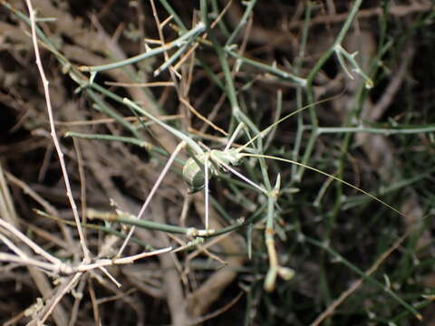 Image of Short-tailed Thread-legged Katydid