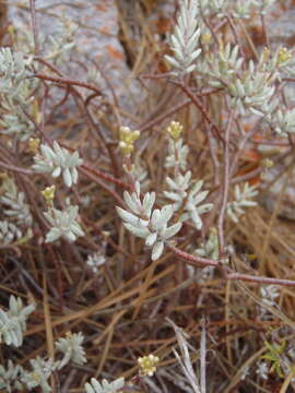 Image of Crassula biplanata Haw.