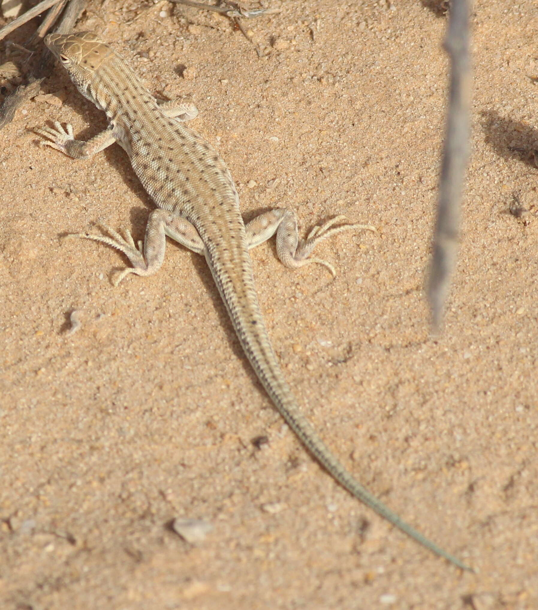 Image of Golden Fringe-fingered Lizard