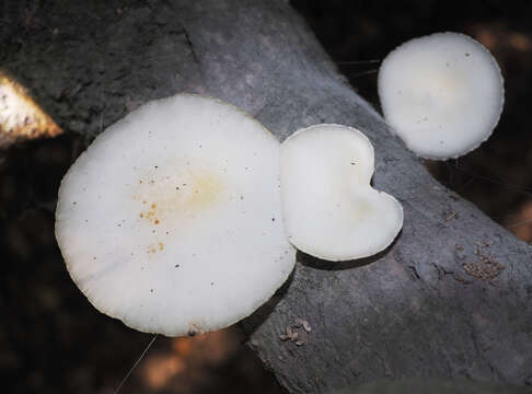 Image of Oudemansiella australis G. Stev. & G. M. Taylor 1964