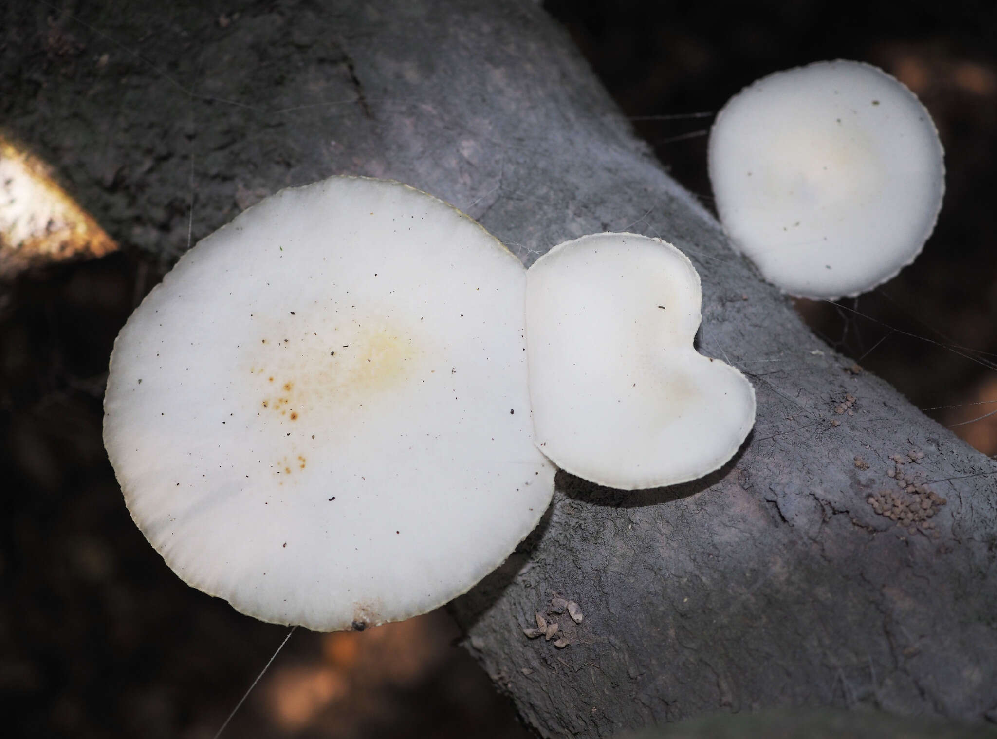 Image of Oudemansiella australis G. Stev. & G. M. Taylor 1964