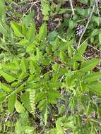 Image of Canadian Wild Lovage