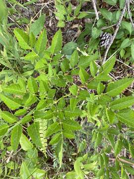 صورة Ligusticum canadense (L.) Britt.