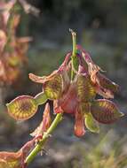 Plancia ëd Hedysarum boveanum subsp. europaeum Guitt. & Kerguelen