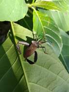 Image of Acanthocephala heissi Brailovsky 2006