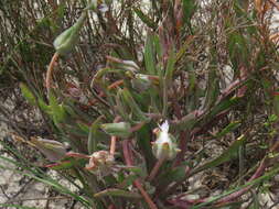 Image of Skiatophytum flaccidifolium Klak