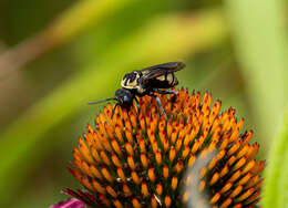 Triepeolus remigatus (Fabricius 1804) resmi