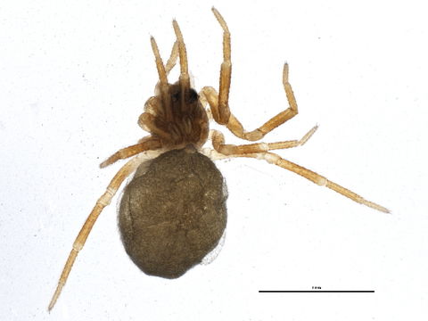 Image of <i>Metopobactrus prominulus</i> (O. Pickard-Cambridge 1873)