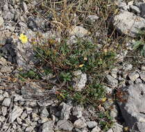 Image of Helianthemum nummularium subsp. grandiflorum (Scop.) Schinz & Thell.