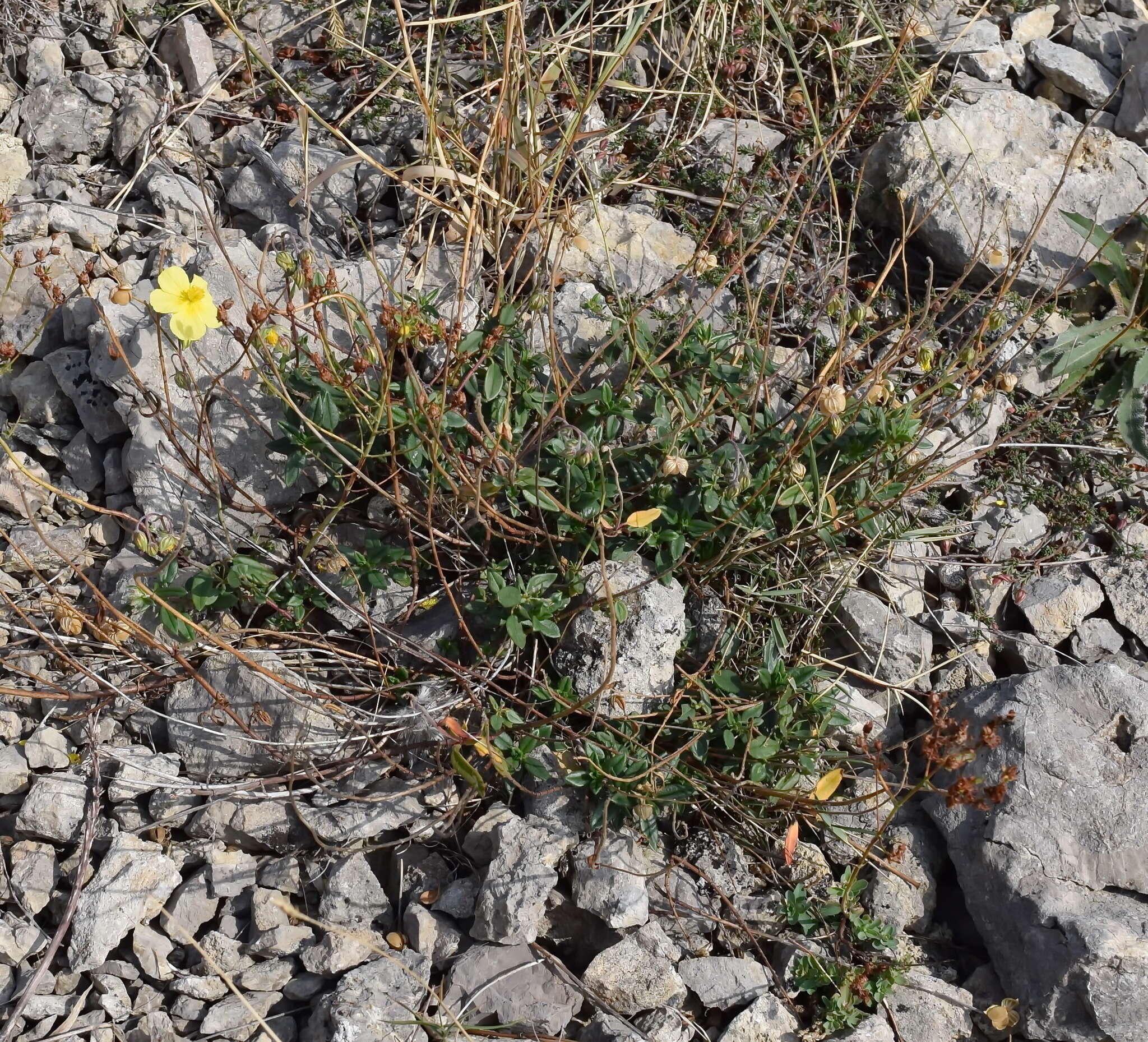 Imagem de Helianthemum nummularium subsp. grandiflorum (Scop.) Schinz & Thell.