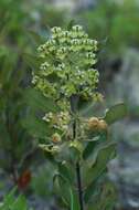 Asclepias tomentosa Ell. resmi