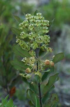 Image of Velvetleaf milkweed