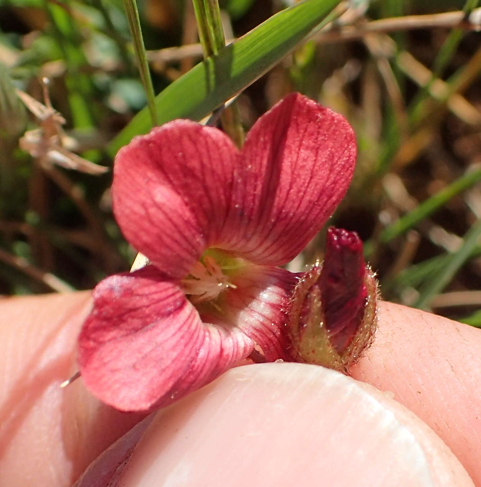 Hermannia woodii Schinz的圖片