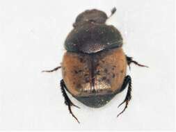 Слика од Onthophagus (Palaeonthophagus) coenobita (Herbst 1783)