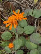 Image of flame ragwort