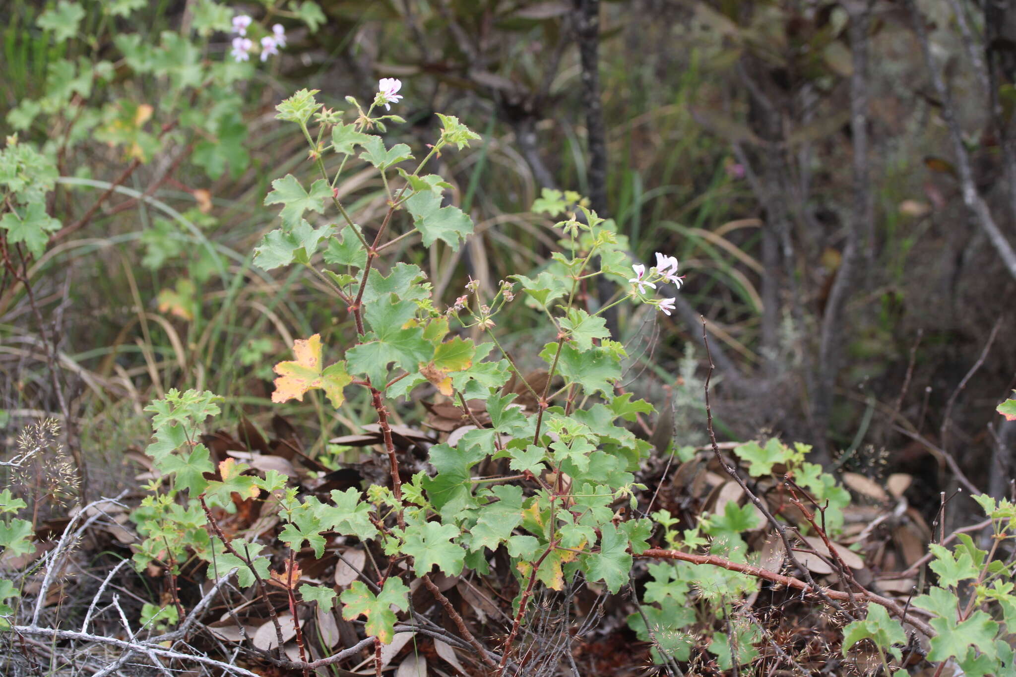 Image of Pelargonium sublignosum Knuth