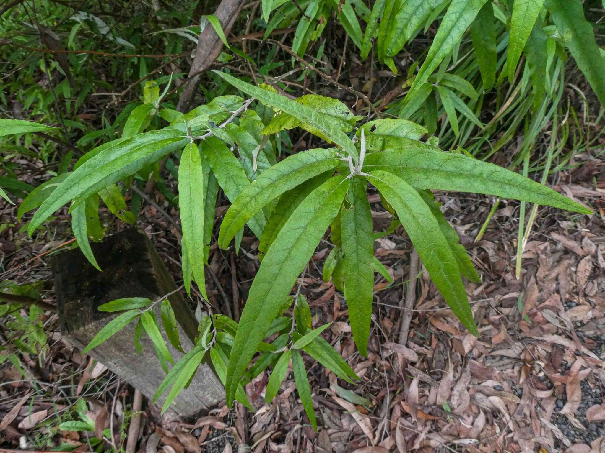 Image of Hedycarya angustifolia A. Cunn.