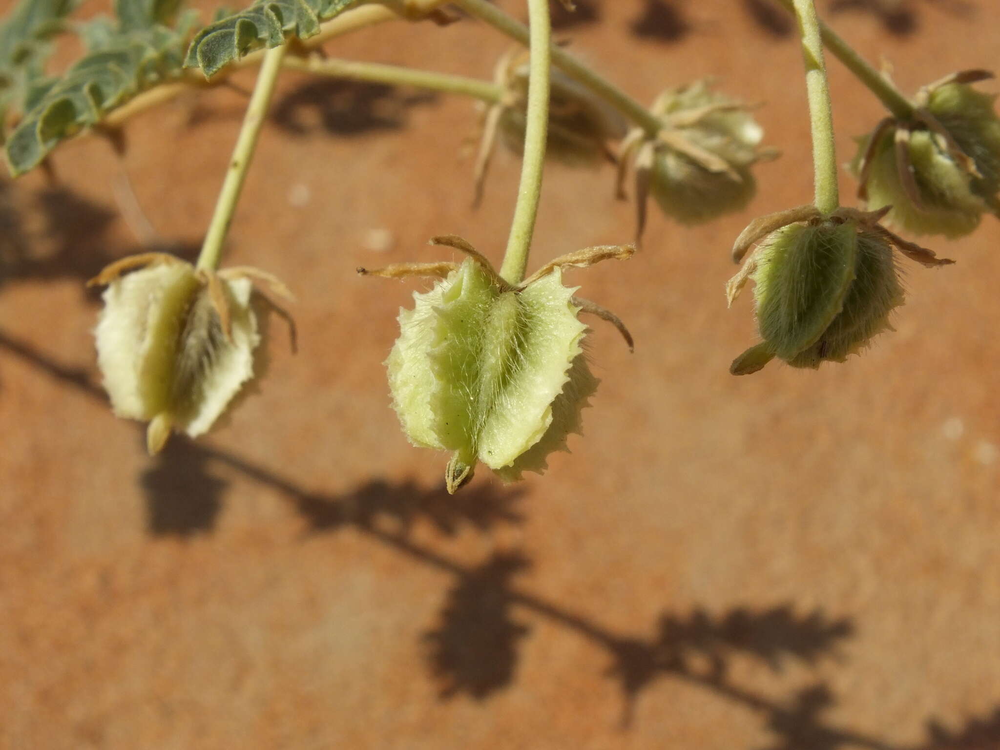 Image of Tribulus omanense H. Hosni